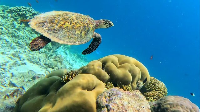 Life in the ocean. A sea turtle swims underwater near the coral reefs off the islands. Green Planet. Diver. Fish. Travel around the world. Diving to depth. Scuba diver.