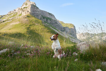 Jack Russell Terrier stands on hind legs in a blooming mountain field, a lively sentinel amidst nature. The alert dog blends with the wild, vibrant flora under the mountain peaks