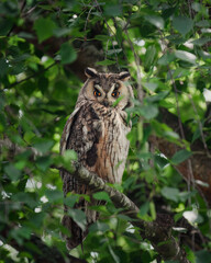 Hiboux moyen duc France arbre
