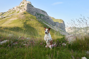 Jack Russell Terrier stands on hind legs in a blooming mountain field, a lively sentinel amidst nature. The alert dog blends with the wild, vibrant flora under the mountain peaks