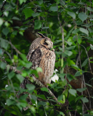 Hiboux moyen duc France arbre