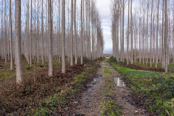 Puddled road in a poplar grove