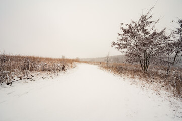 Snow winter road in field with brown dry grass and some trees. Nobody landscape