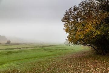 Valley with gall oak and meadows between the fog in autumn, Ardoncino, León, Spain.