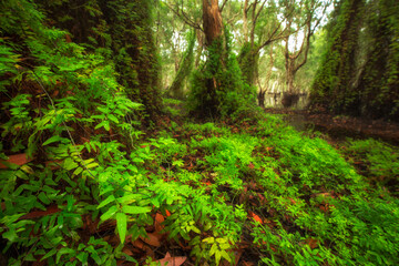 green trees background in forest