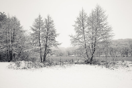 Black and white winter landscape with trees in front and frozen lake or ice river on background. Beautiful and scenic