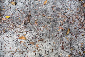 Dead leaves shot ideal for backgrounds and textures