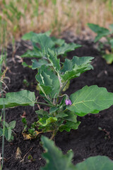 blooming eggplant with purple flower on the garden bed isolated, macro