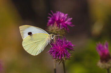 Great White angel butterfly, Pieris brassicae feeding on the plant