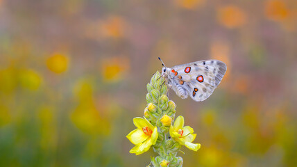 Female Apollo Butterfly, Parnassius apollo