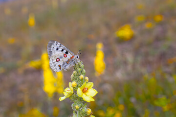 Female Apollo Butterfly, Parnassius apollo