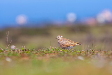a medium-sized bird resting after migration, Eurasian Dotterel, Charadrius morinellus