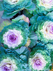 Decorative cabbage background. Purple and green cabbage. Full frame