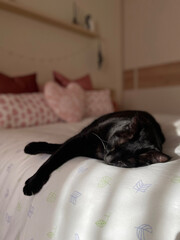 Gato negro durmiendo en cama grande y c&oacute;moda bajo el sol de la ma&ntilde;ana