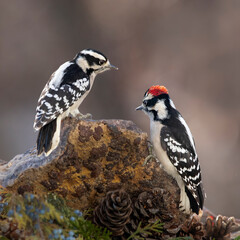 two woodpeckers on rock perch