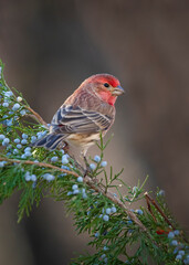 purple finch on cedar branch