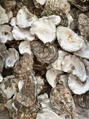 closeup of oyster shells for dinner. Full frame, background, texture, oysters. Raw oysters in the shell