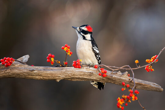 downy woodpecker on branch with red berries - Powered by Adobe
