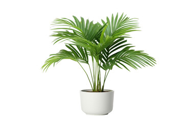 Indoor Palm Plant Beauty On Transparent Background