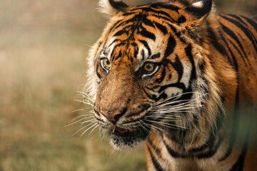 tigre sauvage regard
