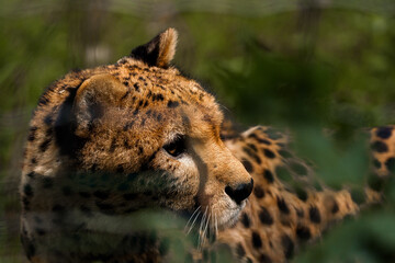 guépard regard sauvage nature