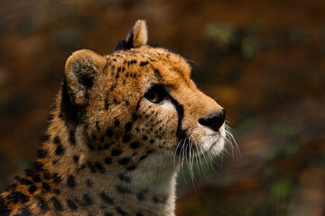 guépard regard sauvage nature