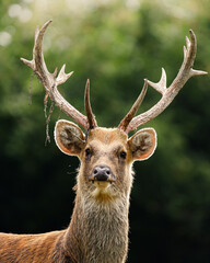 cerf bois regard