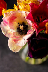 Colorful tulips in a bouquet with pink, red, yellow flowers in a vase. 