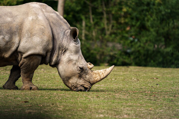 Obraz premium rhinocéros maman et son petit
