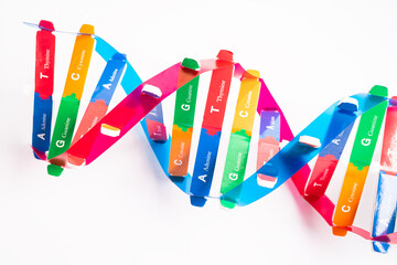 DNA or Deoxyribonucleic acid is a double helix chains structure formed by base pairs attached to a...