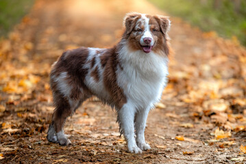 Un chien de race berger australien dans un élevage
