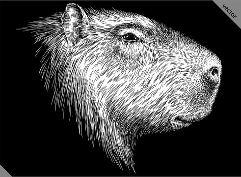 Vintage engraving isolated capybara set illustration rodent ink sketch. Gnawer background silhouette art. Black and white hand drawn vector image
