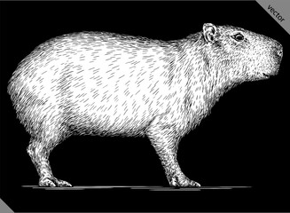Vintage engraving isolated capybara set illustration rodent ink sketch. Gnawer background silhouette art. Black and white hand drawn vector image