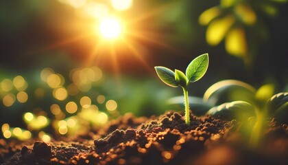 The image captures a young seedling sprouting from the soil, illuminated by the warm sunlight with a beautiful bokeh effect in the background.