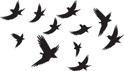 Obraz premium Set of black bird silhouette isolated on white background