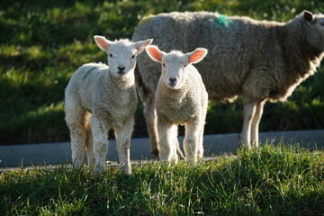 Obraz premium Osterlämmer auf dem deich