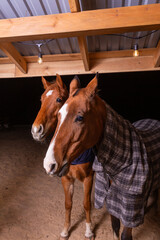Portrait close up of two purebred saddle horses wearing checkered blanket