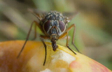Fly (Muscidae) eating an apple