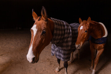 Portrait close up of two purebred saddle horses wearing checkered blanket