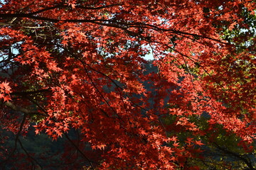 紅葉