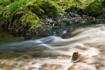 岩の苔と流れる川の水