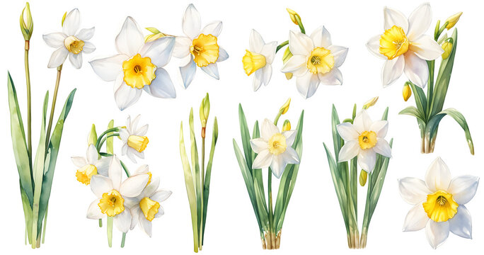  Daffodil watercolor illustration clipart. Generative AI