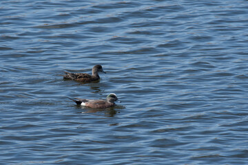 American Wigeon pair swimming in a wetland
