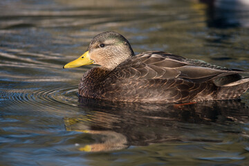 American Black Duck in the sunlight on a small pond