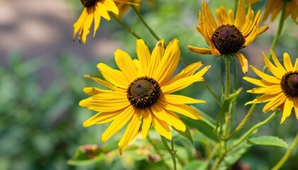 Coneflower in the garden