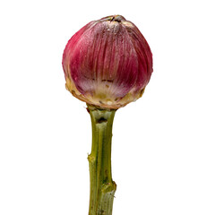 Artischocke transparent