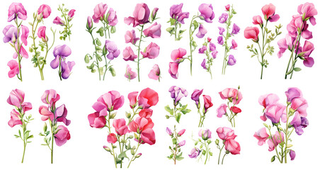 sweet pea flower watercolor illustration clipart. Generative AI