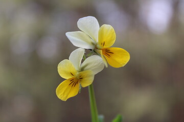 yellow flowers