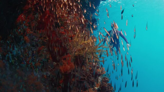 Freediver explores the coral reef in Raja Ampat, Indonesia. Underwater view of the vivid healthy coral reef in Misool region and man freediving and swimming around, West Papua