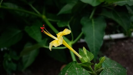 yellow flower in the sun